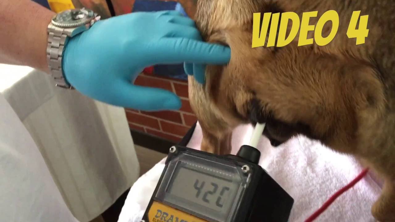 Video 4 Comparing Draminsky dog ovulation detector-Vaginal Cytology-Canine Progesterone