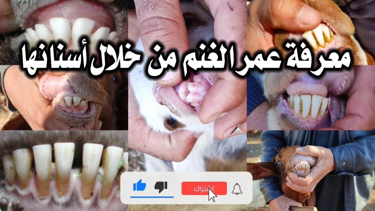 كيف تعرف عمر الأغنام من خلال أسنانها/ من اليوم الأول وحتى الهرم/ معلومة مهمة لكل مبتدئ بتربية الحلال