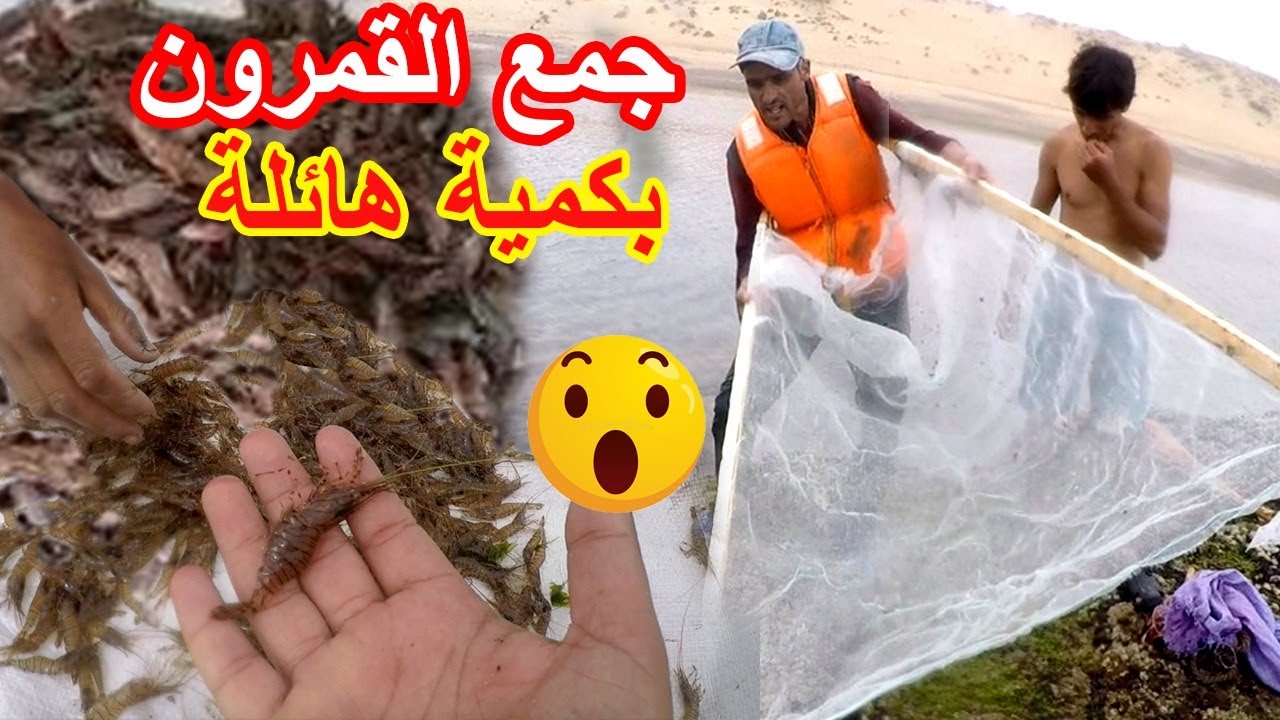 الرايس رشيد وطريقة خطيرة لجمع القمرون بكمية هائلة رفقة hamza peche