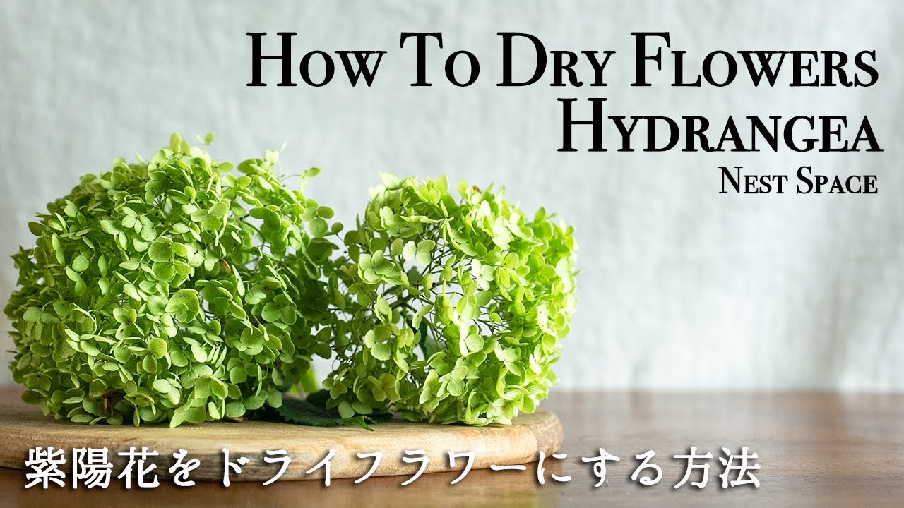 【必ず成功させる方法！】#055 アジサイ(紫陽花)をドライフラワーにする方法 // How To Dry Hydrangea Perfectly