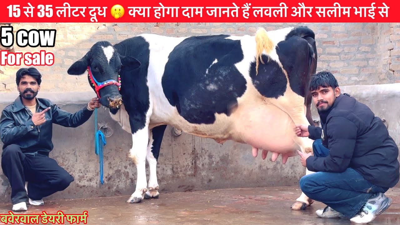 15 लीटर से 35 लीटर दूध की गाय 👌किस रेट में मिलेगी ⭐️बवेरवाल डेयरी फार्म #rajusirsa 