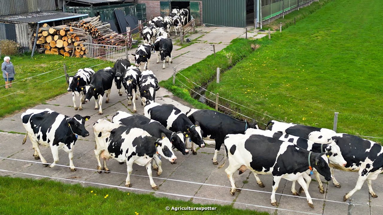 Cow Dance | Koeiendans | Rijk van Engelen | 2025