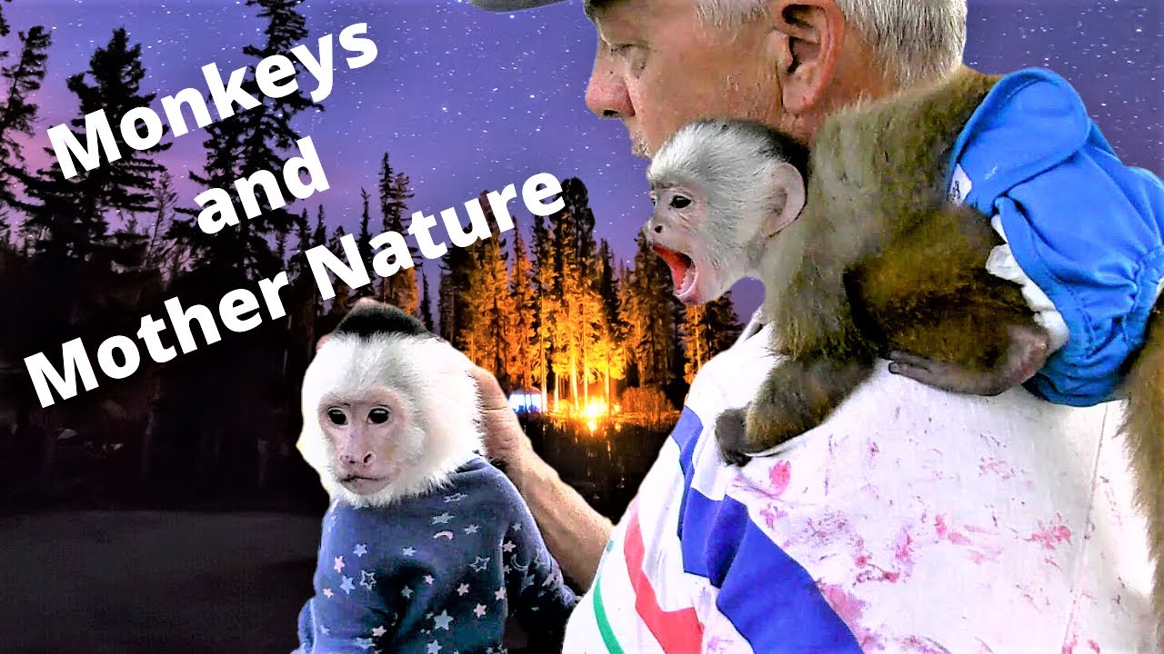 Gone Camping with our Monkeys! (PART 2) | Capuchin Monkey | Pet Monkey
