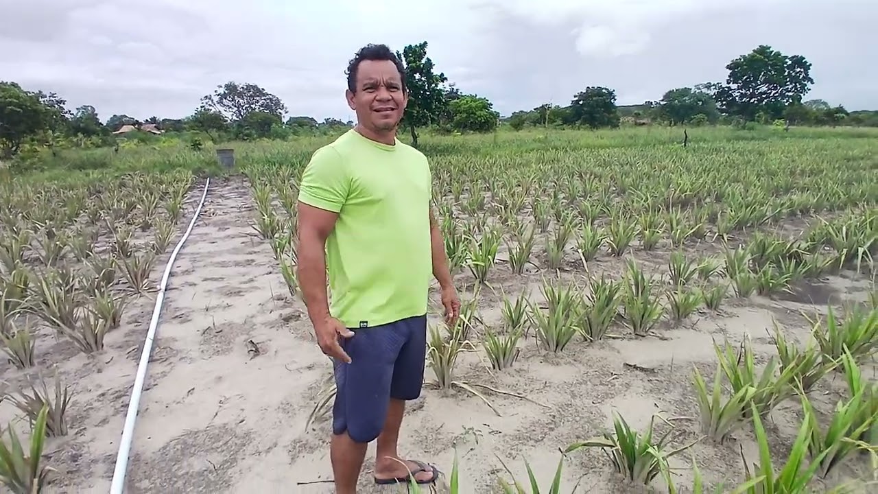 Plantio em fileira dupla de abacaxi no Marajó. Quem planta com planejamento, colhe resultado!