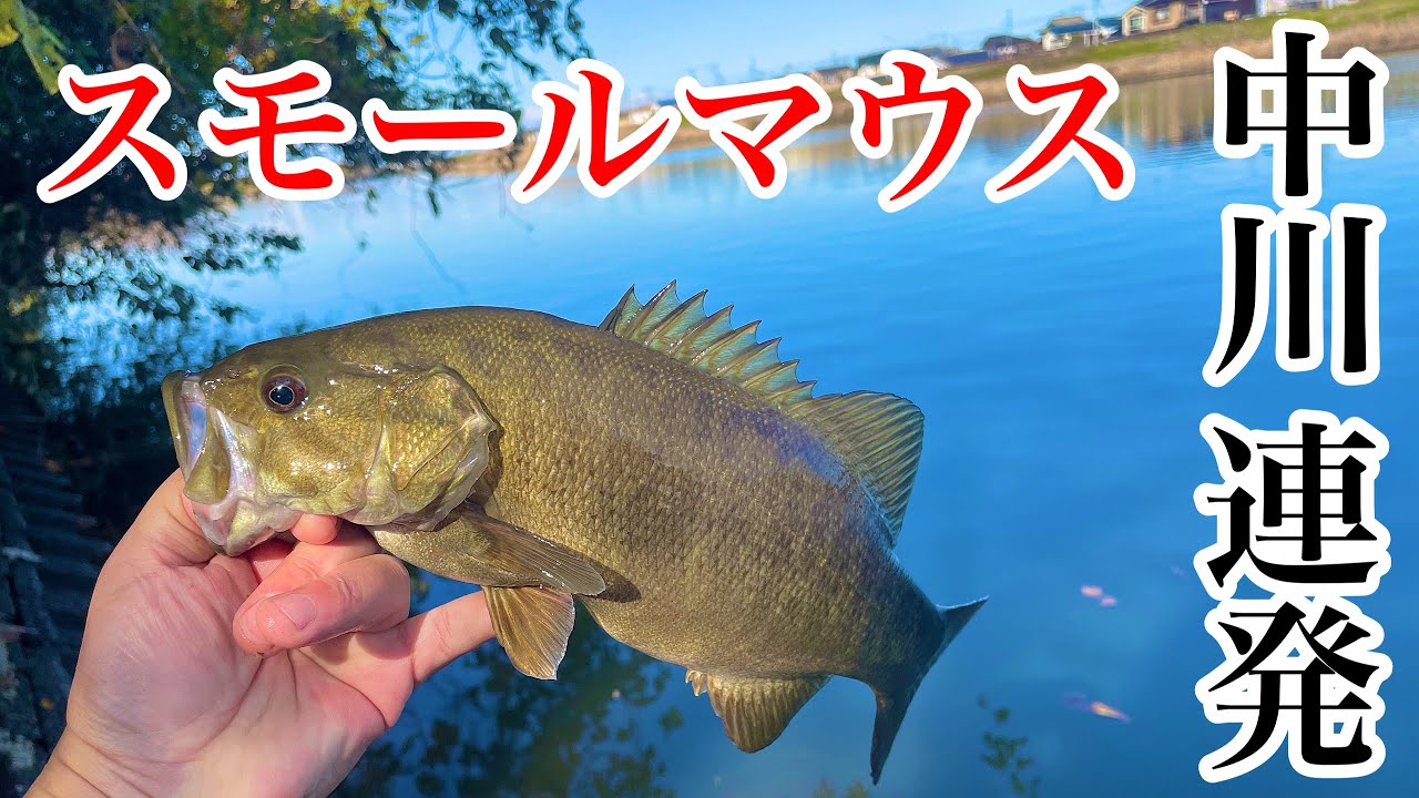 【スモールマウスバス】冬のバス釣り攻略。狙い方、ルアー、リグ教えます。