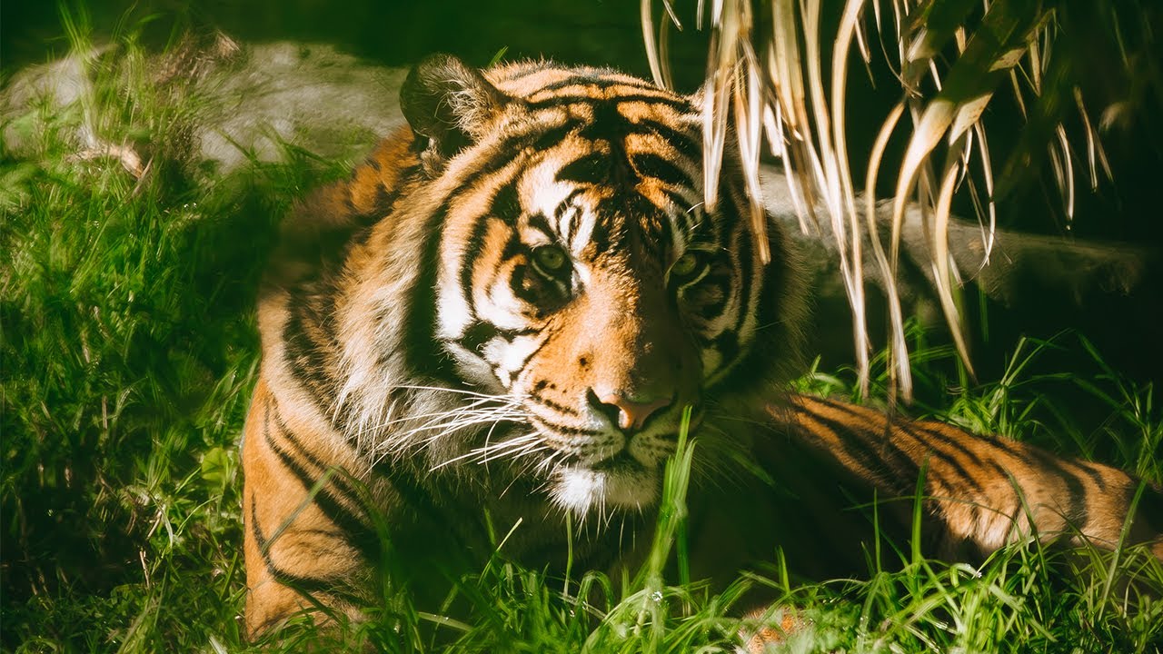 The Science of Animal Care - The Lowlands (Sumatran tigers)