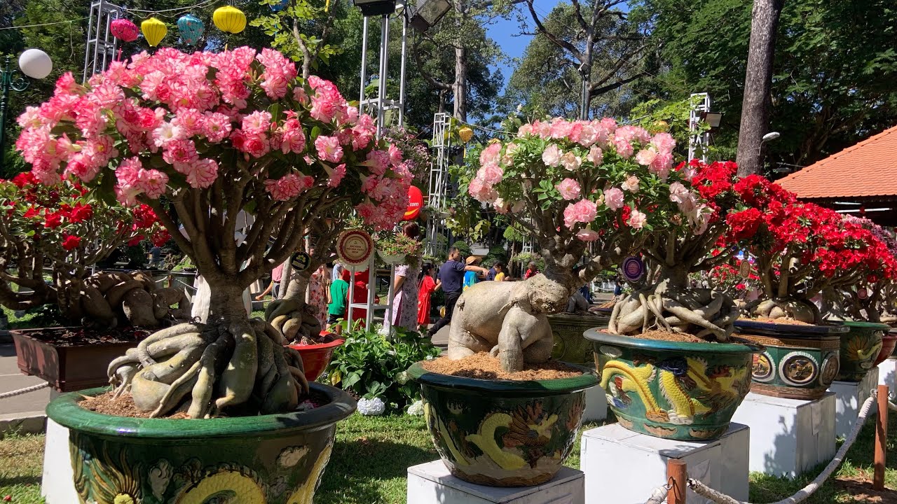 Adenium Obesum Bonsai Show 2024 - Hoa Sứ Đẹp Hội Thi Hoa Sứ