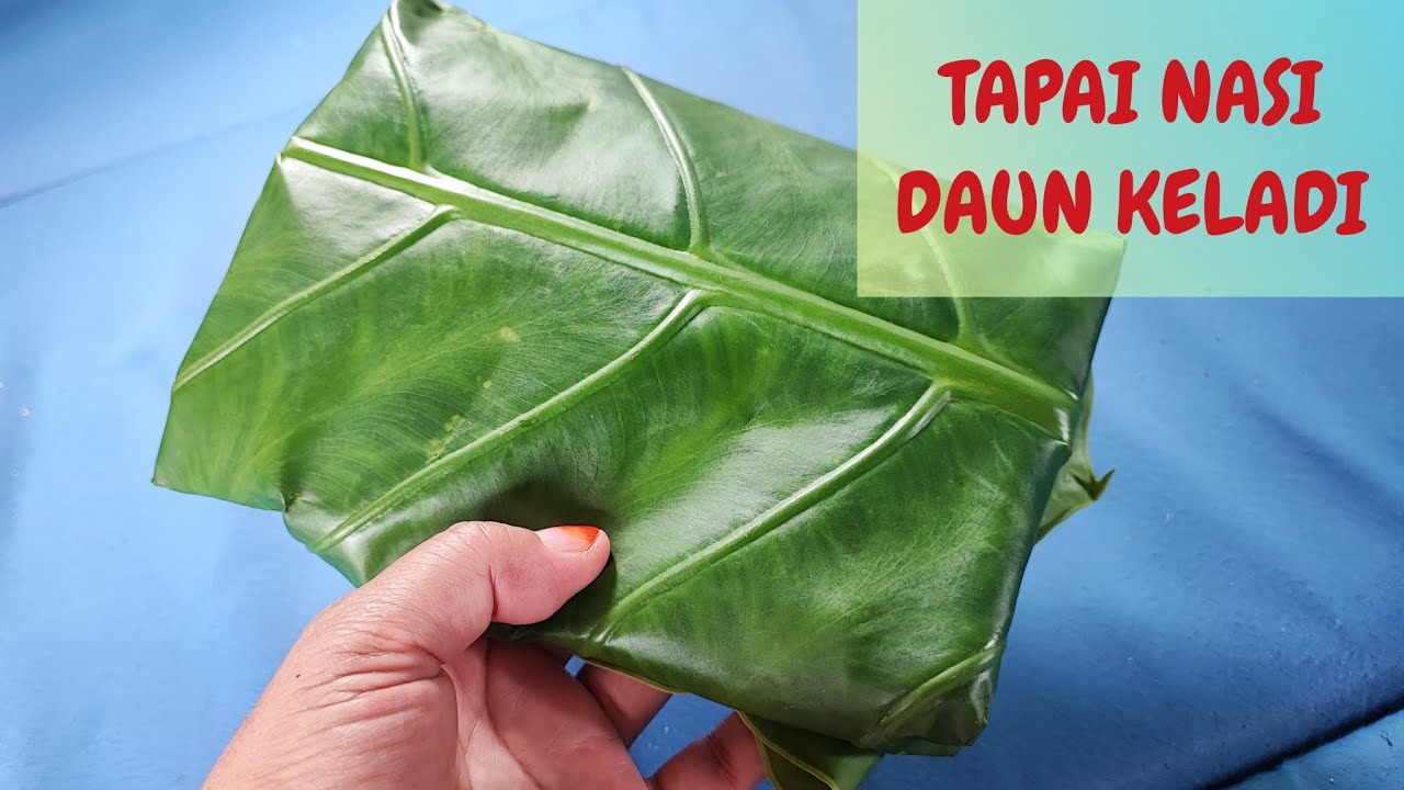 TAPAI NASI DAUN KELADI