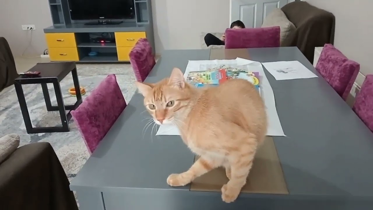 KEDİ NANESİ kedi sarhoş oldu #keşfet 