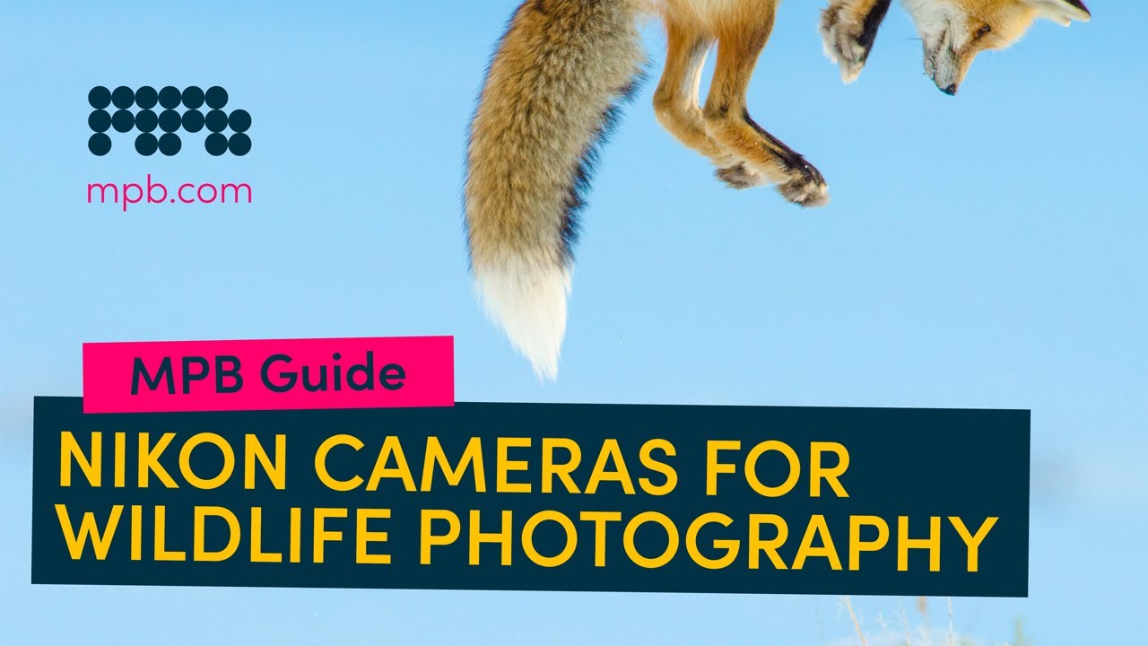 Лучшие камеры Nikon для съёмки дикой природы | MPB