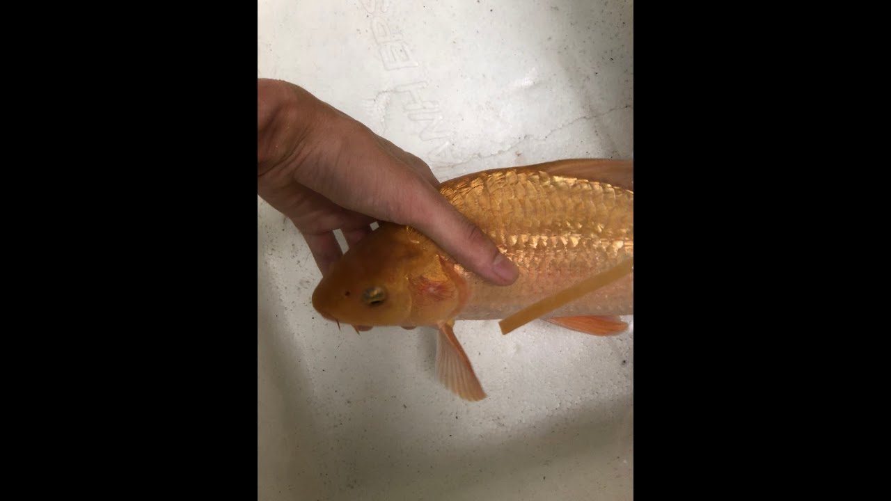 Cá KOI bị lồi mắt cạ mình và sốc nước | KOI fish with protruding eyes, rubbing body and water shock
