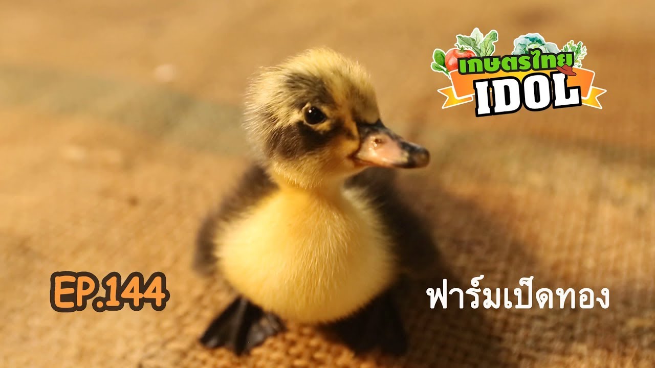 เกษตรไทยไอดอล | EP.144 ตอน ฟาร์มเป็ดทอง | 19 ต.ค.61