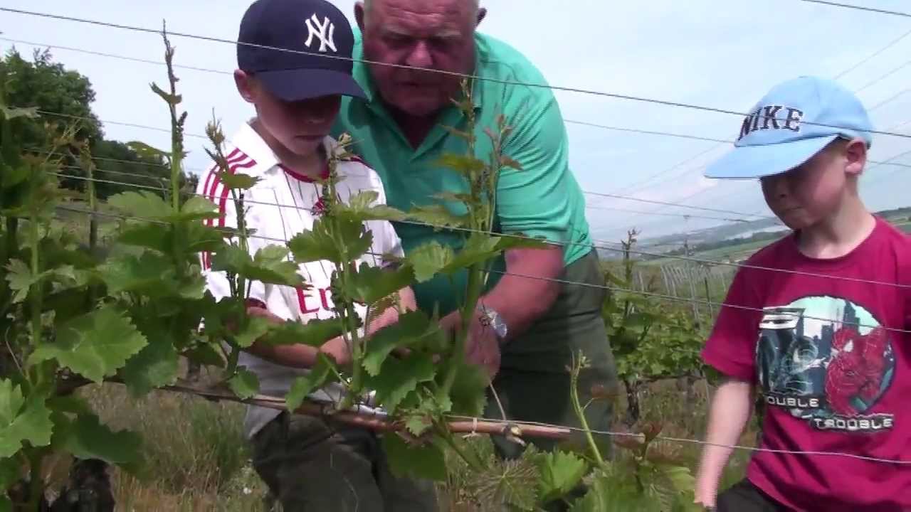 Leçon d'effeuillage de la vigne par Claude Berthet