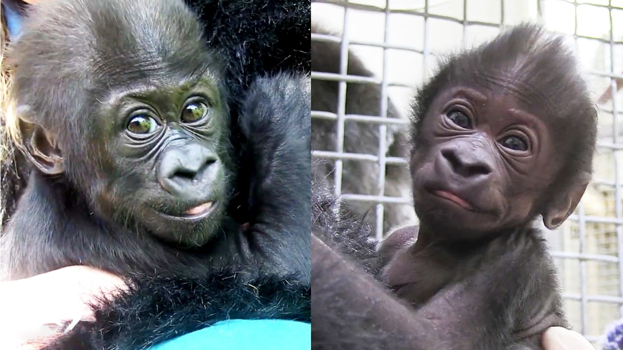 Kindi’s Second Chance: From Orphan to Thriving Gorilla