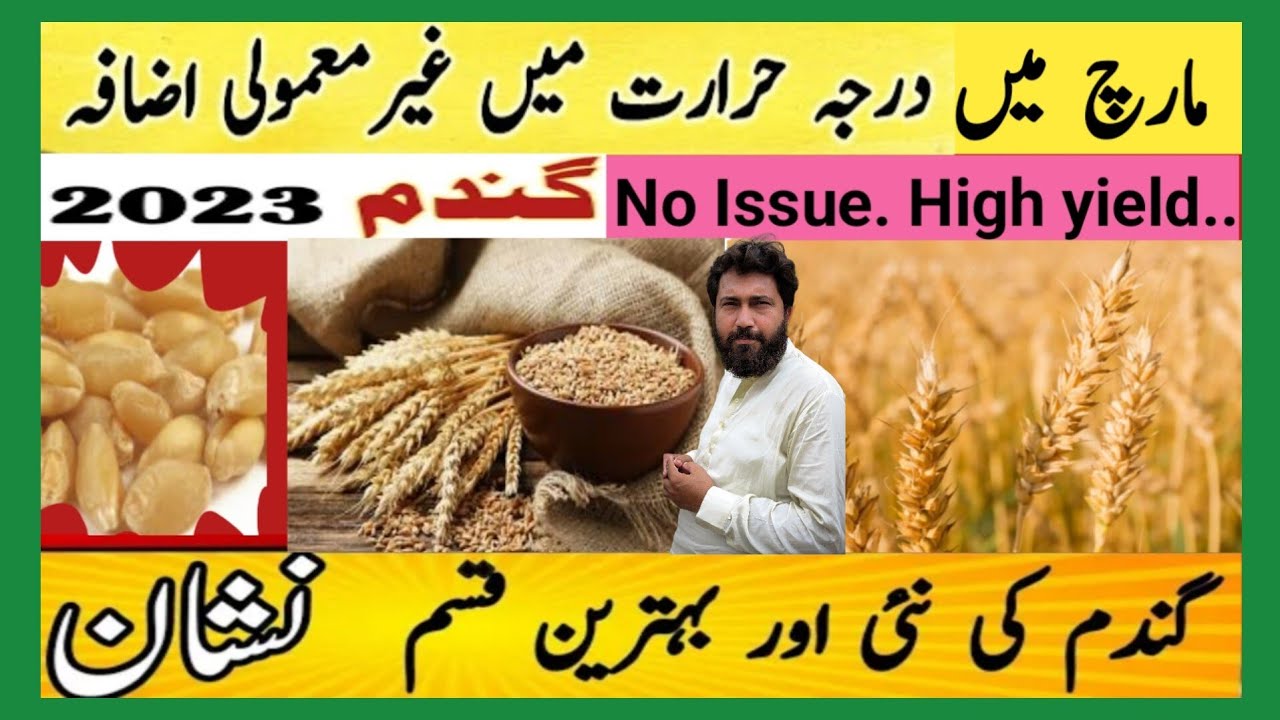 Why to Grow Nishan The Best Wheat Variety in Pakistan|| latest wheat  || wheat Variety 2023 by AZRI.
