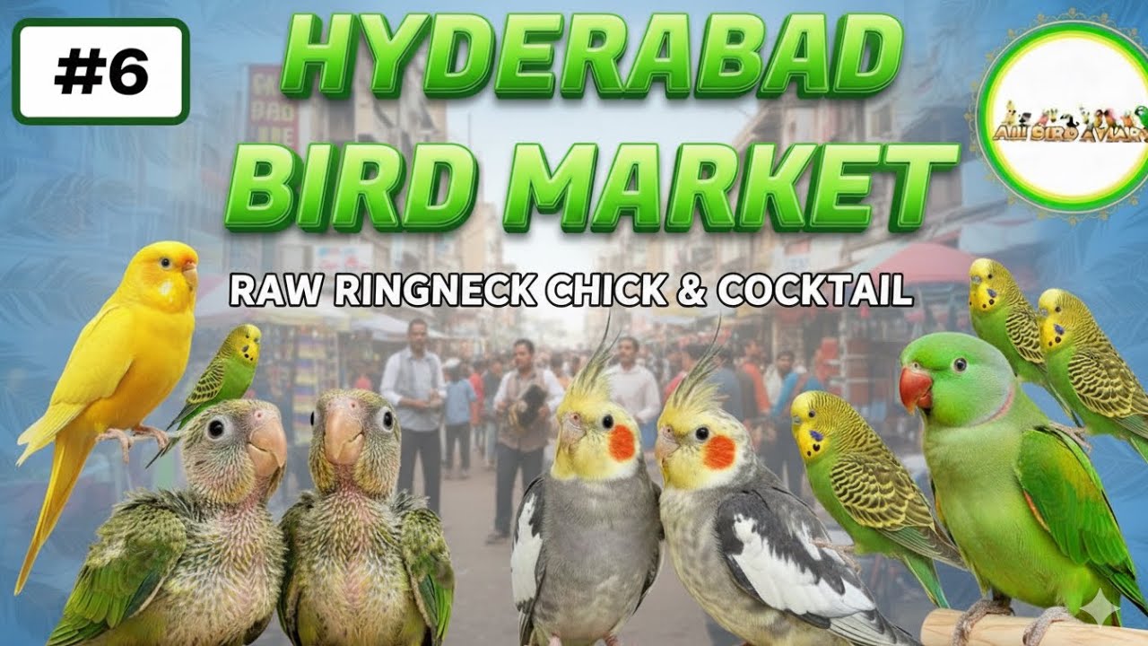 Sunday bird market Hyderabad  4january  2026