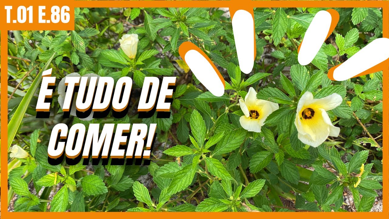 AS PANCS DO NOSSO QUINTAL | SÍTIO DO ZERO EP. 86
