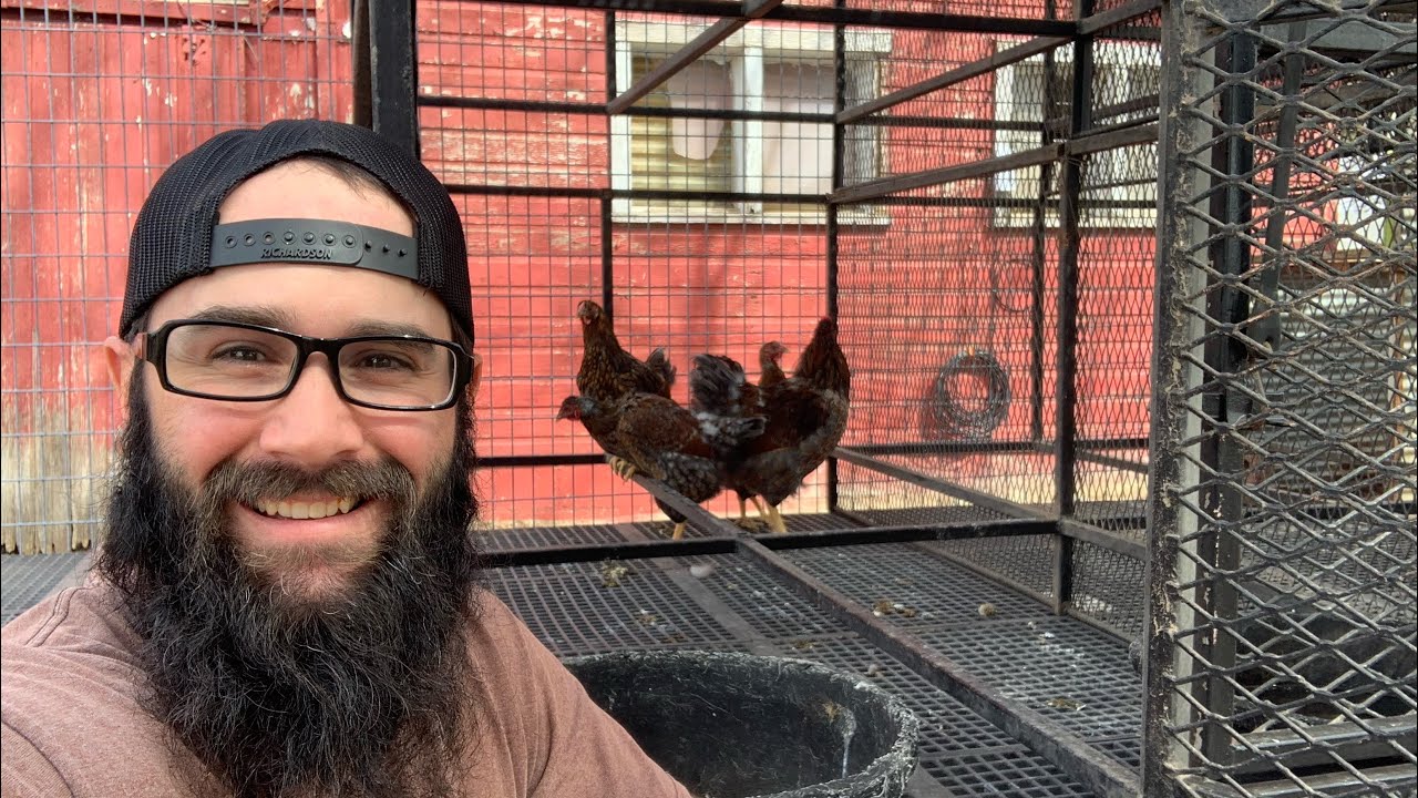 I Bought Breeder Pens and a Bunch of Birds at the Auction!!!