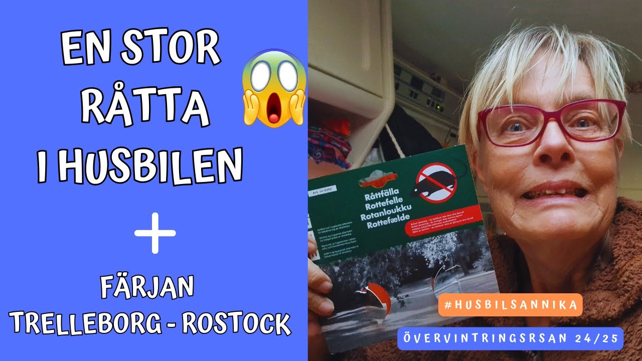 EN STOR RÅTTA I HUSBILEN precis innan jag tar färjan från Trelleborg till Rostock.
