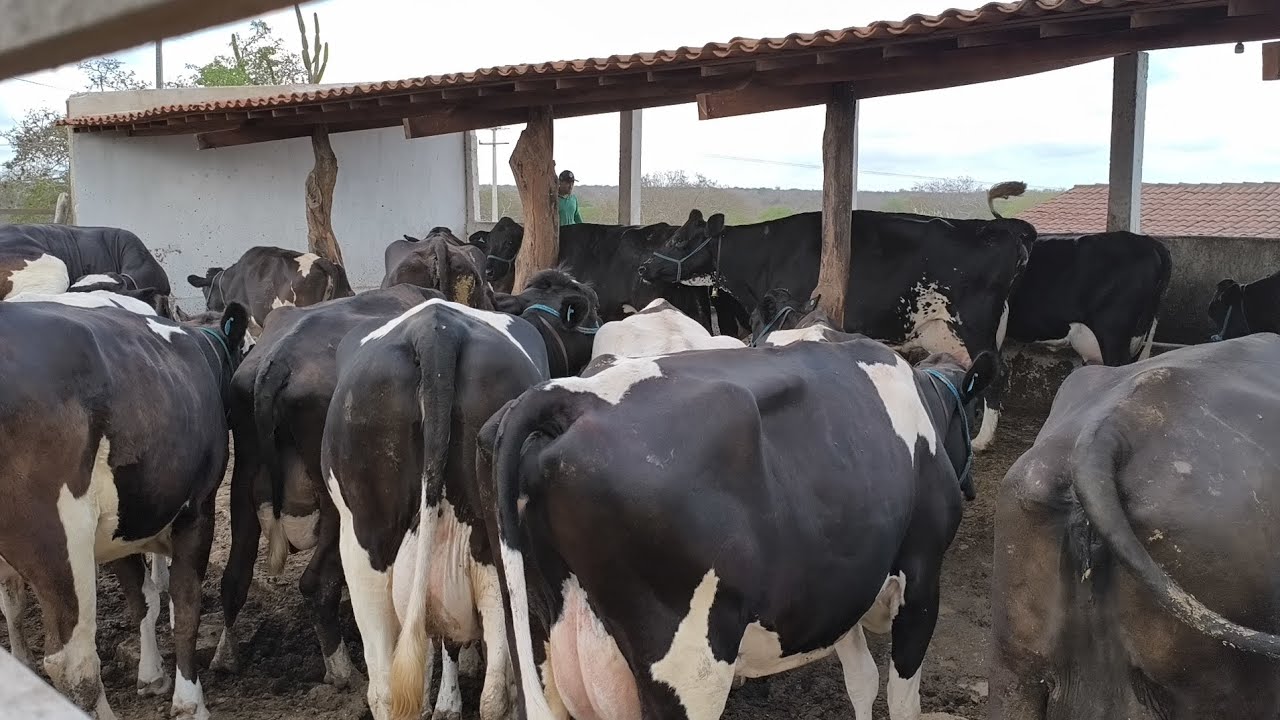 FUI CONHECER UM GRANDE CRIADO DE VACAS HOLANDÊS TÁ PRODUZINDO MAIS 400 LITROS DE LEITE POR DIA !!!!!