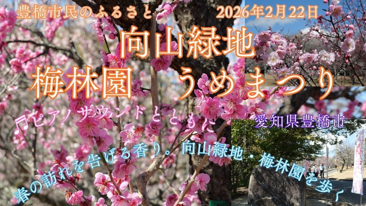 【風景と自然】向山緑地公園 梅園 愛知県豊橋市 2026年2月22日　Walking through the plum orchard at Mukaiyama Green Space