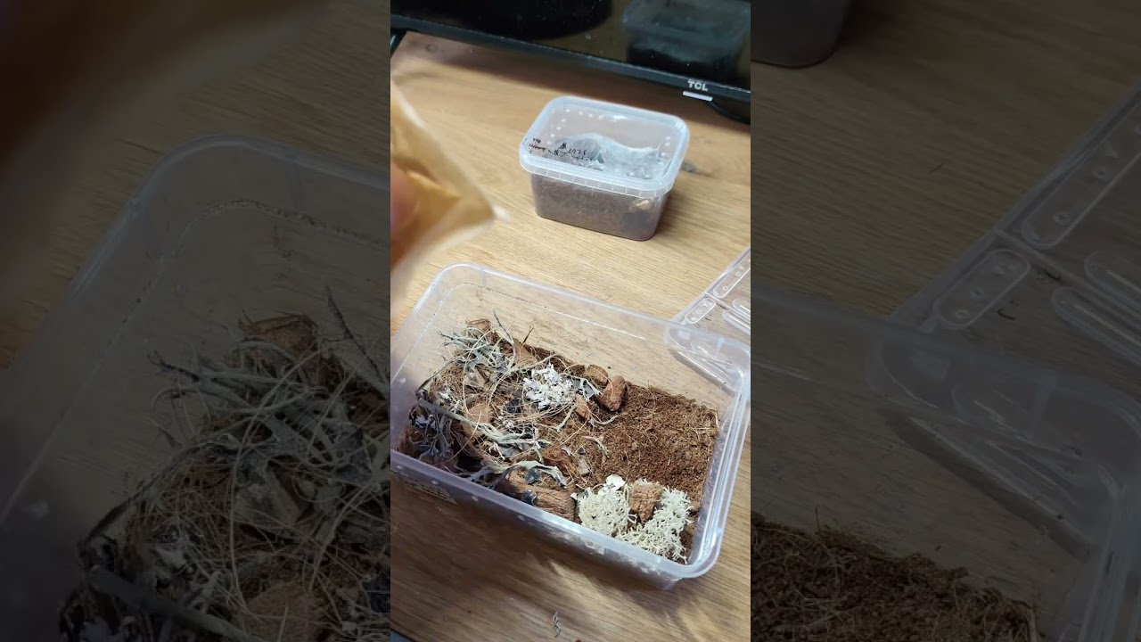 Nowy pojemnik dla murinusa 