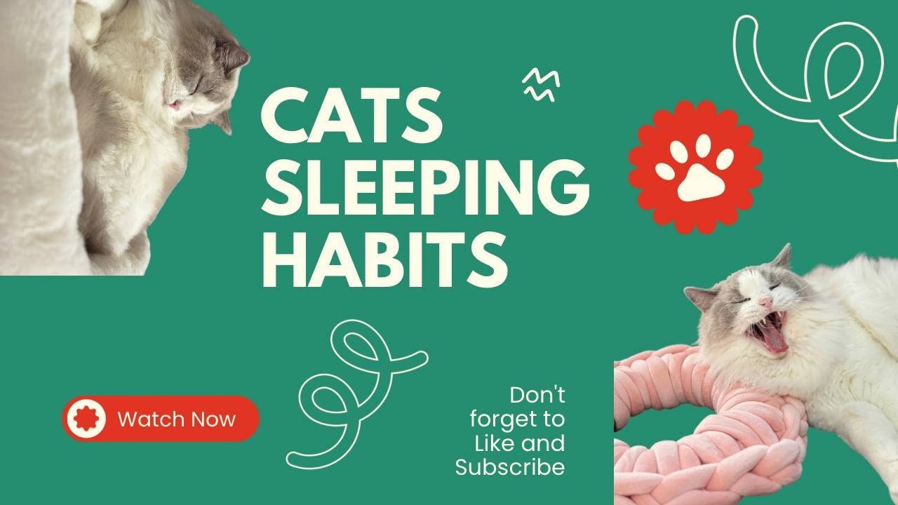 The Adorable Sleeping Habits of My Ragdoll Cat, Caesar | Cute and Calm Ragdoll Moments