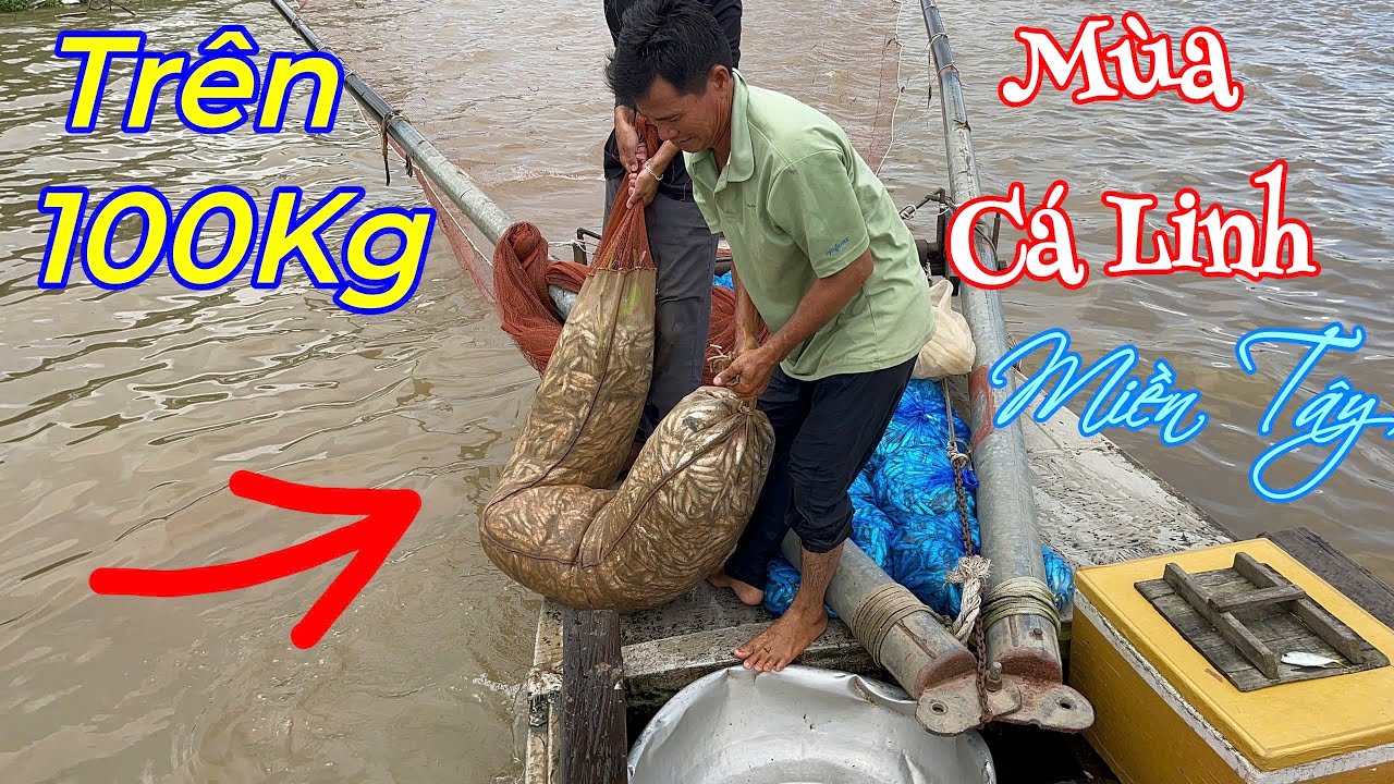 Dô Mùa Cá Linh Ở Miền Tây. Bà Con Đã Đến Lúc Làm Giàu Nhờ Nghề Này.