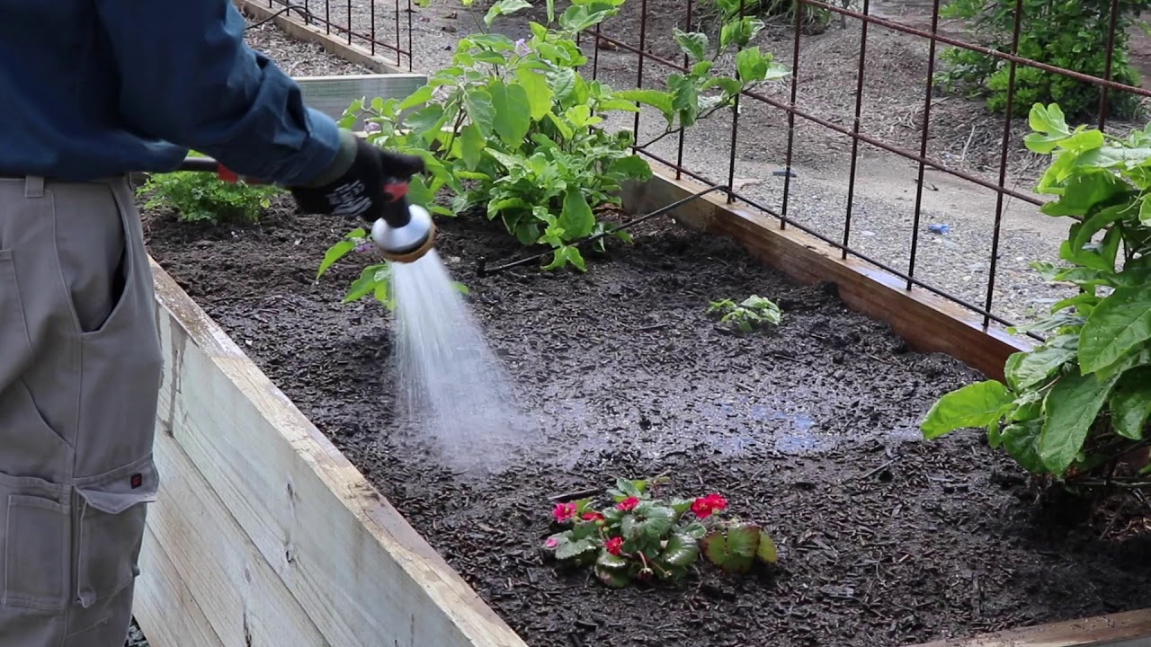 Using Rocky Point's Sugar Cane Mulch