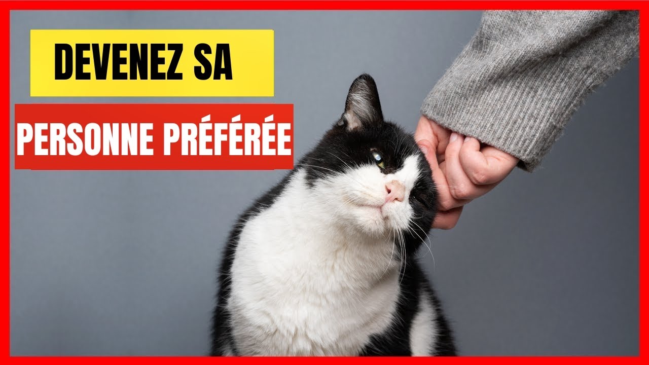 Comment les chats choisissent leur Personne Pr&eacute;f&eacute;r&eacute;e | Incroyablement Top