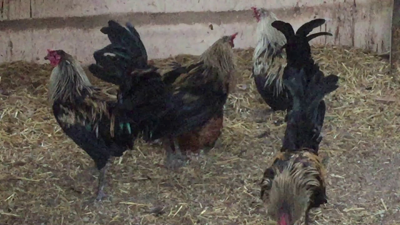 Roosters Mating