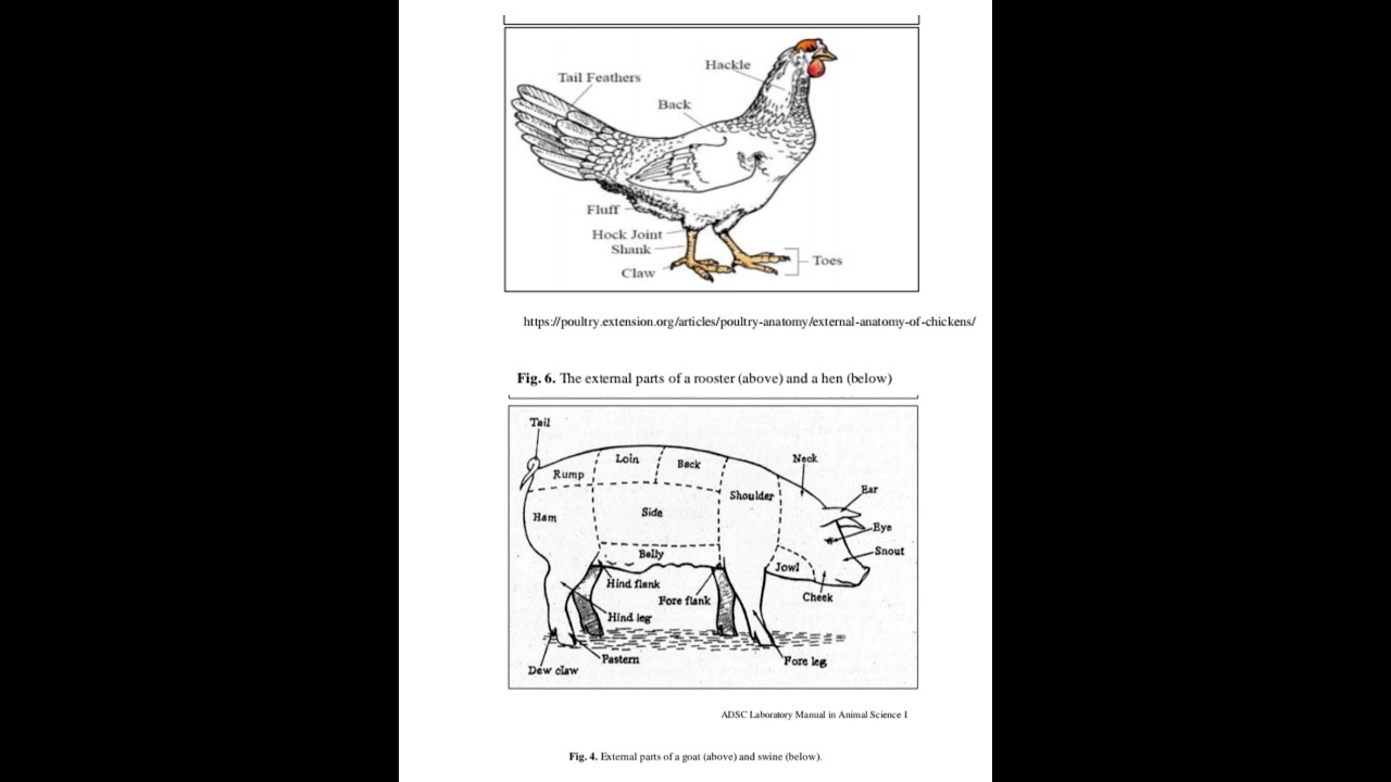 Identifying the external parts of the SWINE and Hen.