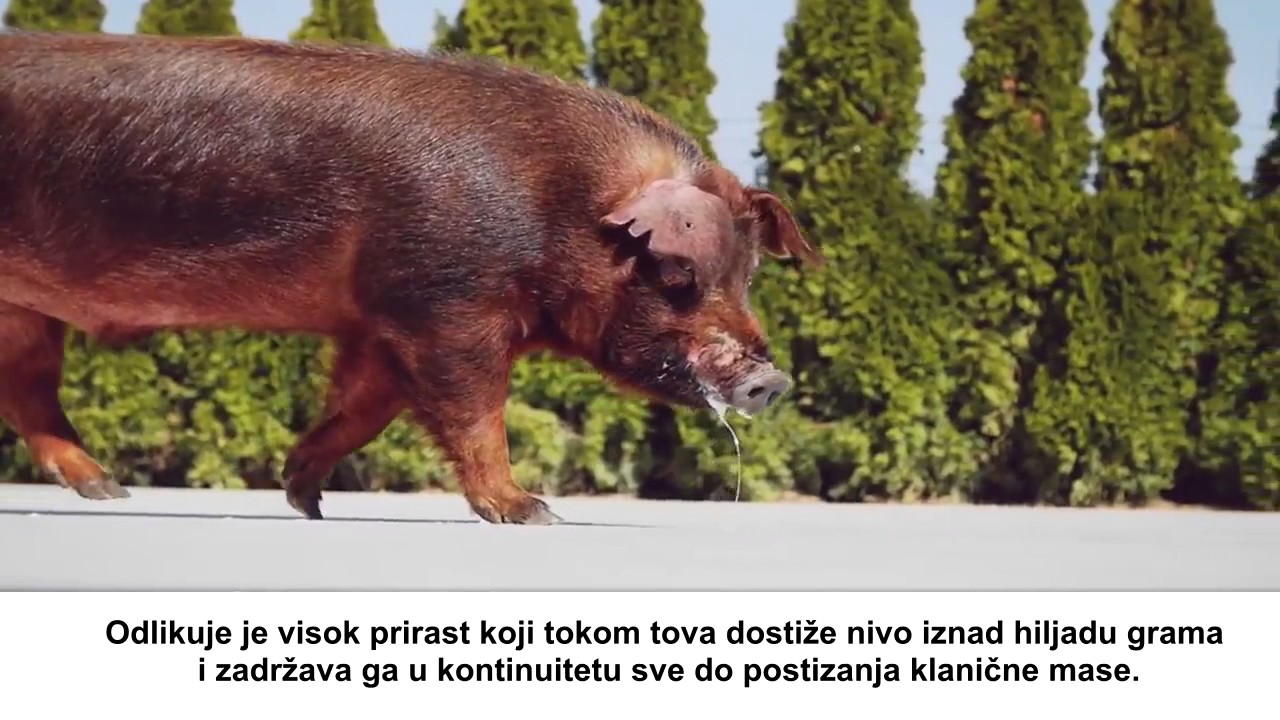 ISV Durok - srpski