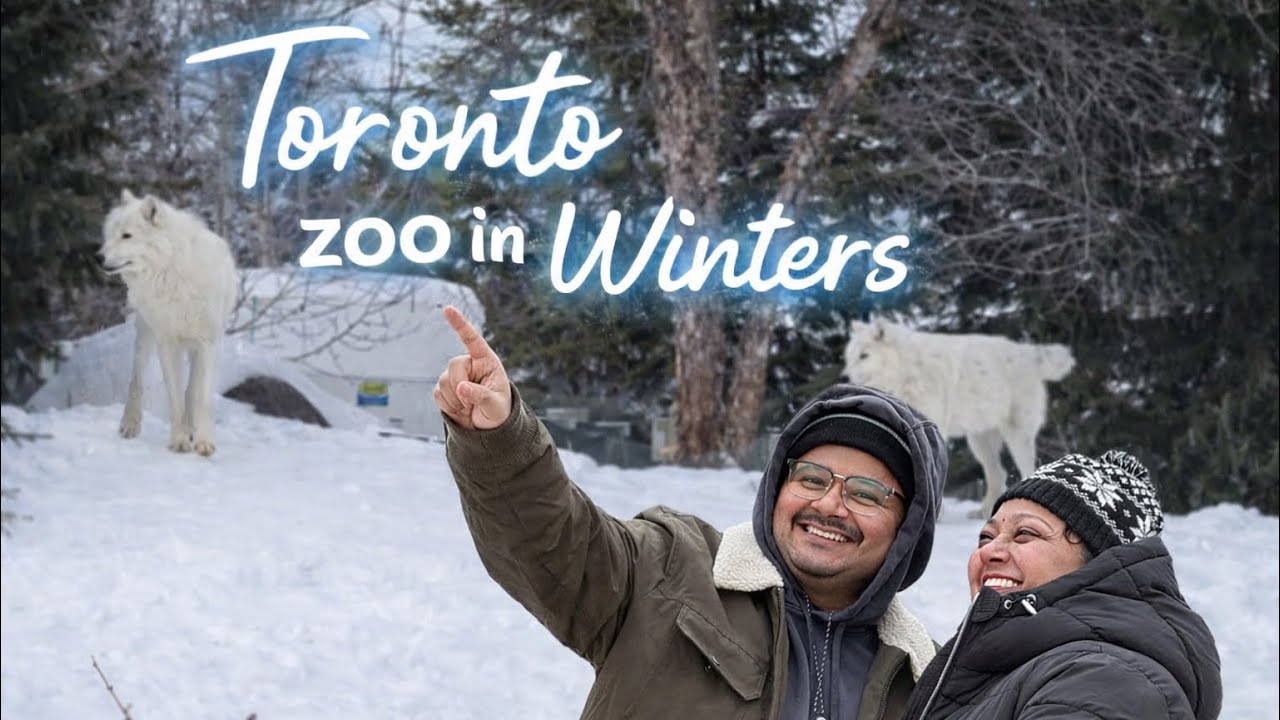 ❄️ Toronto Zoo in Winters | Arctic Wolves Experience 🐺