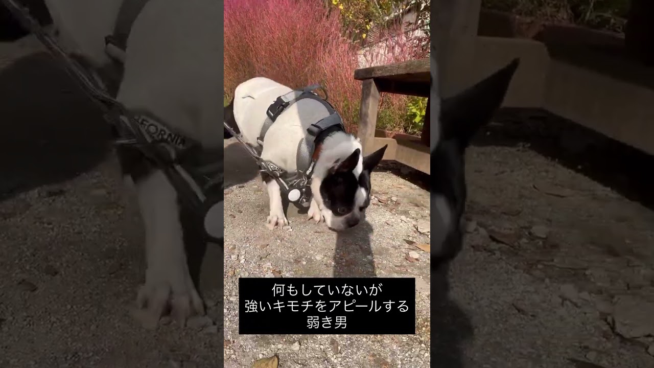 強いキモチをアピールする犬 