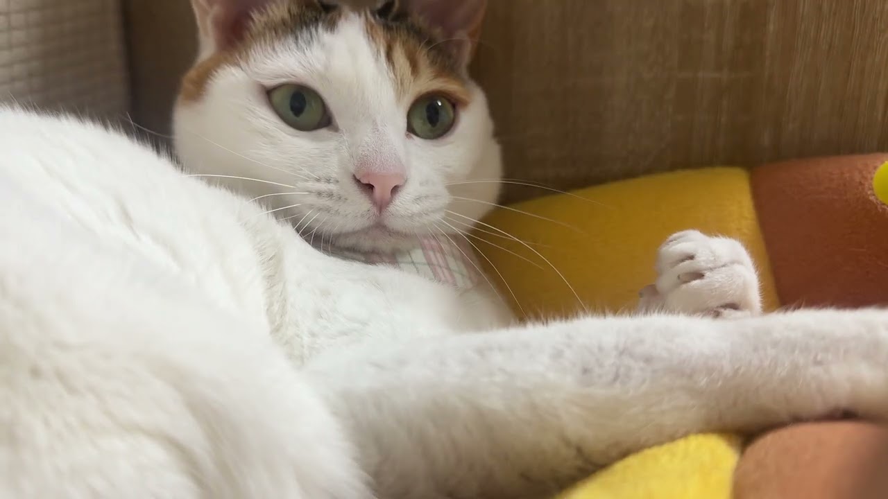 2분동안 고양이랑 그냥 노는 영상