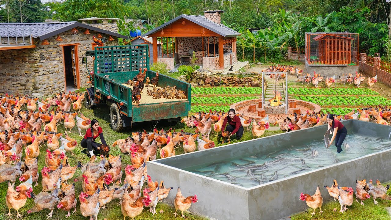 Full Video _Building Float Tank, Quail Cage, Chicken Coop On Fish Tank. Journey to Green Living
