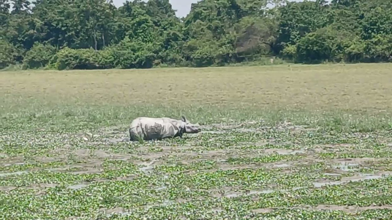 #Kaziranga #kaziranganationalpark #kazirangaassam #asaam #nestholidaysassam #nestholidays #onehorn