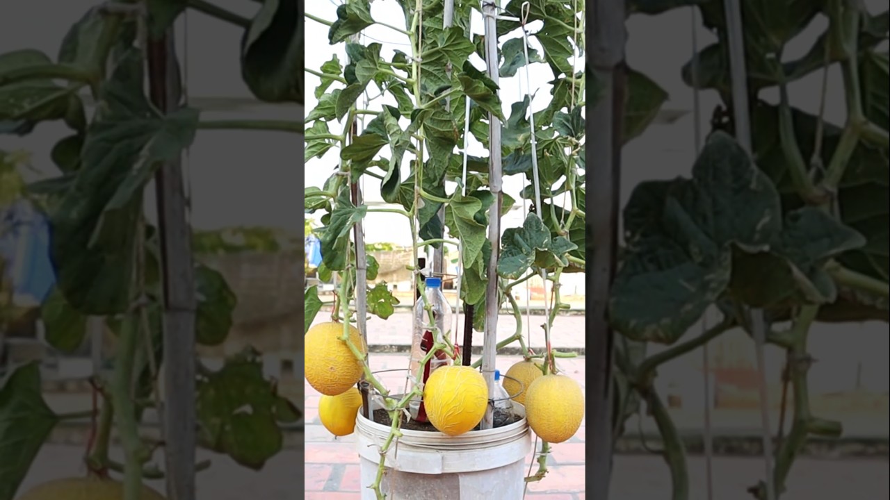 Growing Melon in Container from Seed to Harvest #melon #shorts #v87garden #gardening