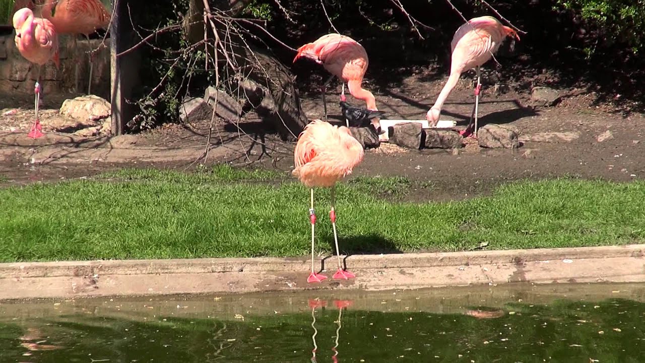 Flamingi w Warszawskim Zoo. Ping Flamingos in Warsaw ZOO