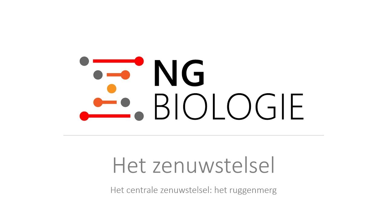 Het zenuwstelsel - het ruggenmerg - HAVO/VWO