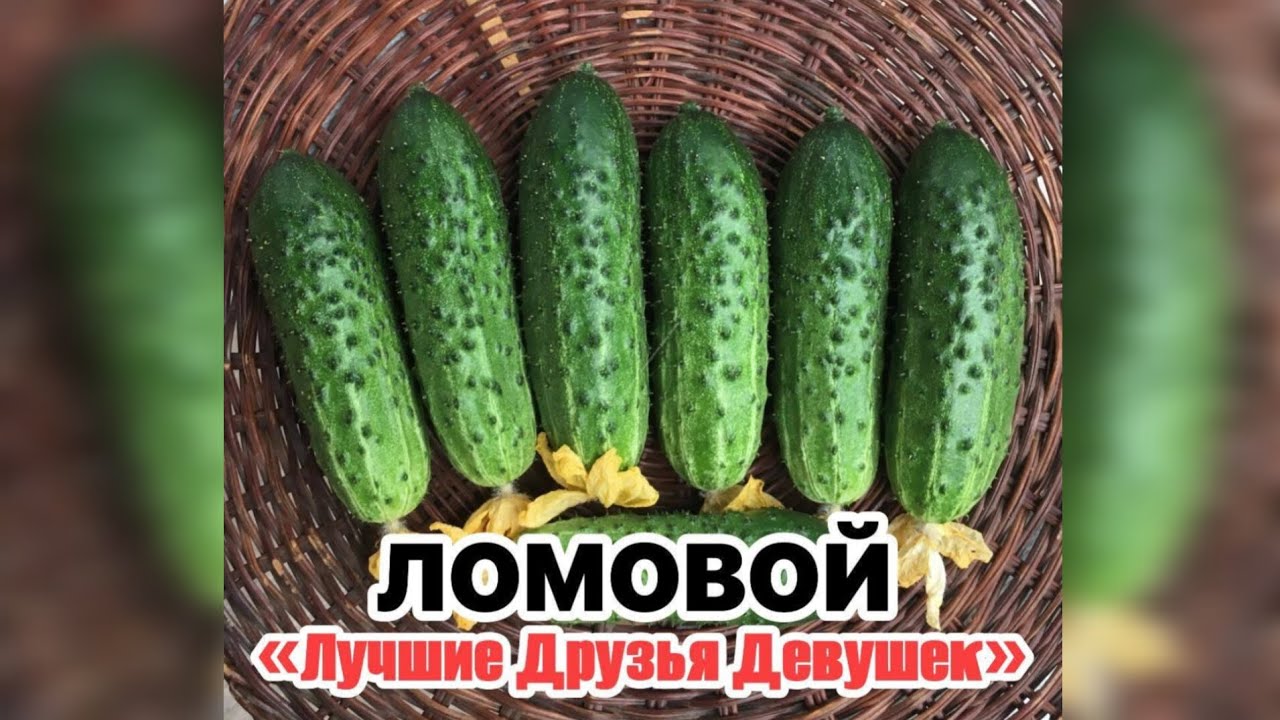 ЛОМОВОЙ - Лучшие друзья девушек 