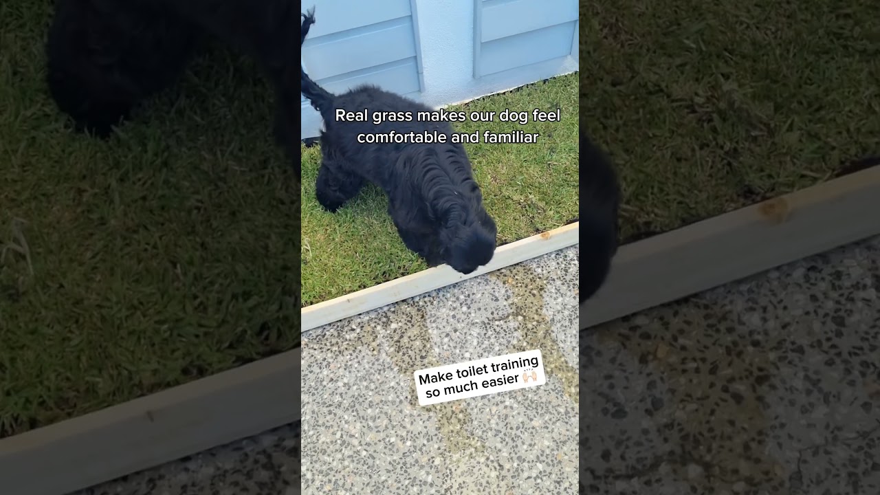 🌿 Real Grass Puppy Potty for apartment life with dogs
