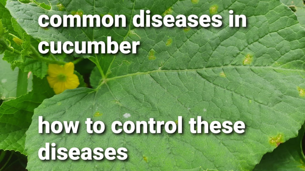 common diseases in cucumber and remedies for it