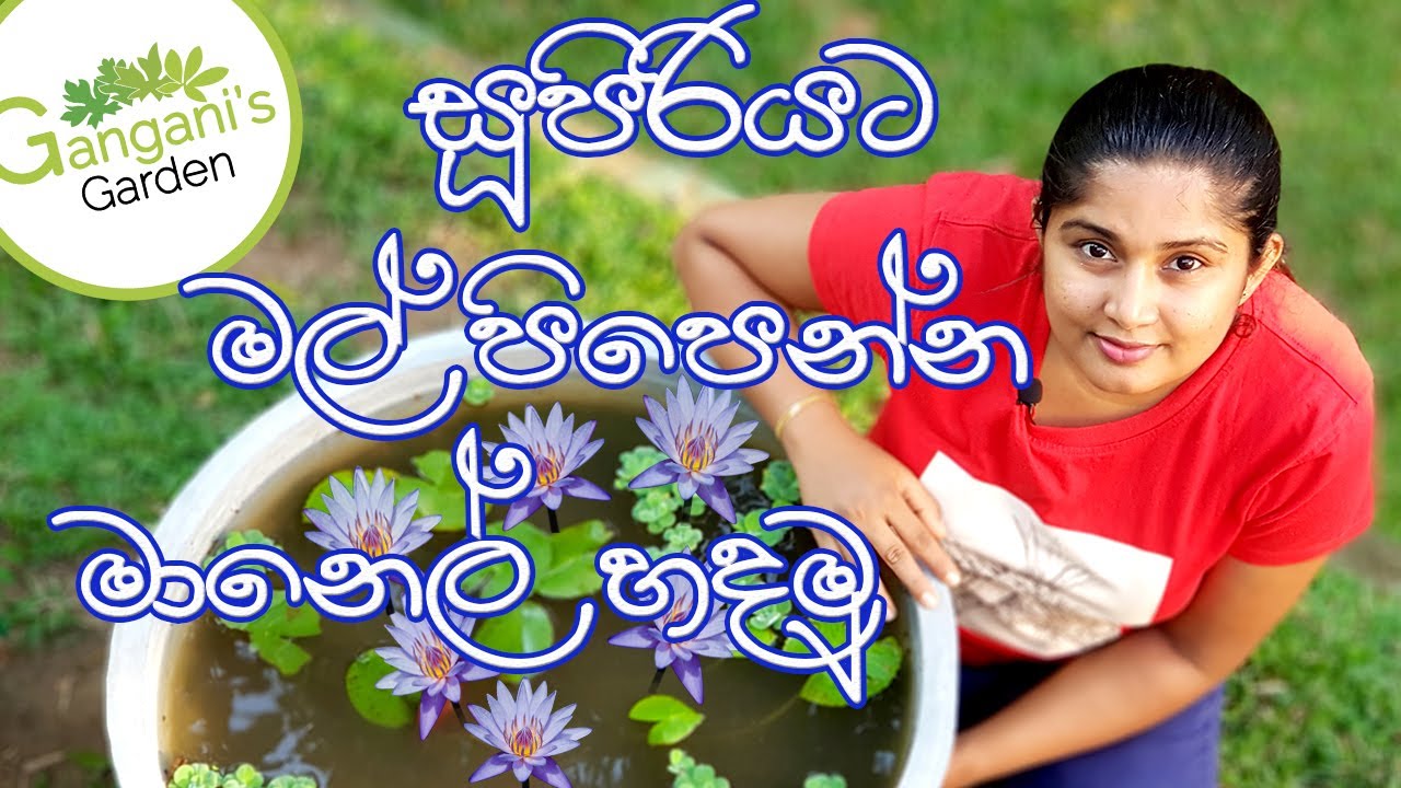 දිනපතා මල් පිපෙන්න මානෙල්, ඔලු මෙහෙම හදන්න - How to perfectly grow water lily in Sinhala