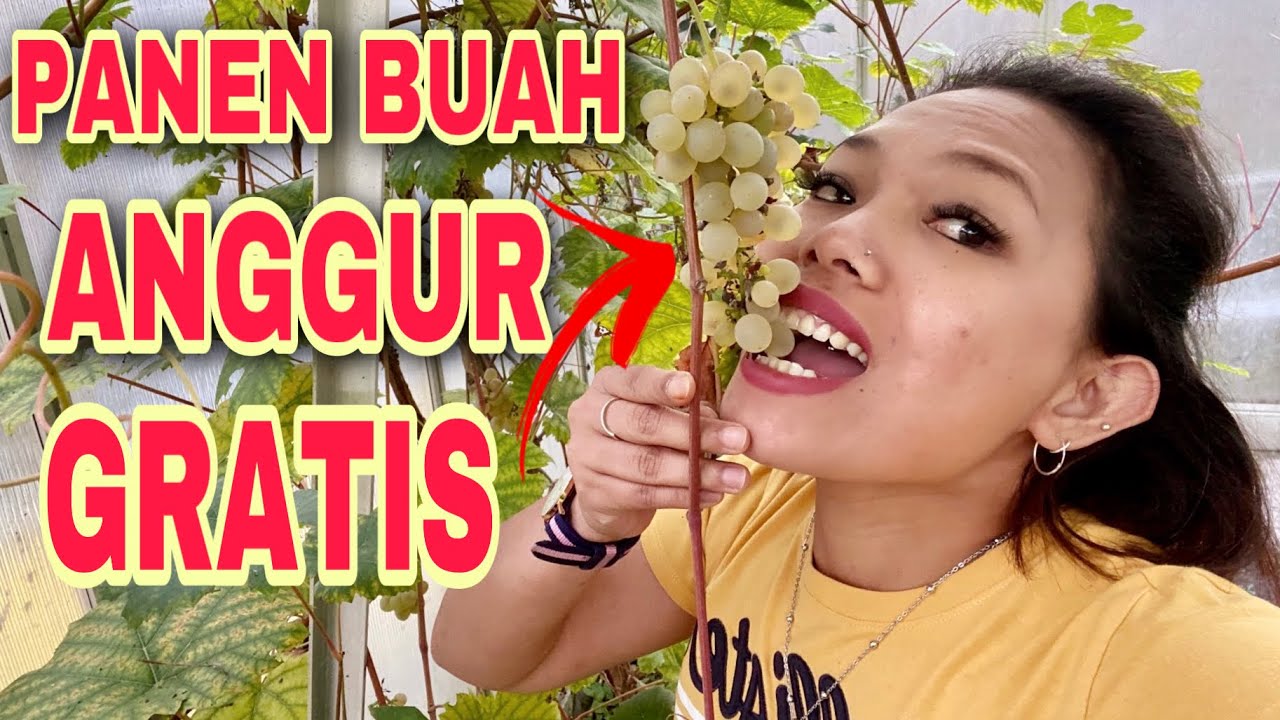 PANEN BUAH ANGGUR GRATIS DI KEBUN TETANGGA DI JERMAN