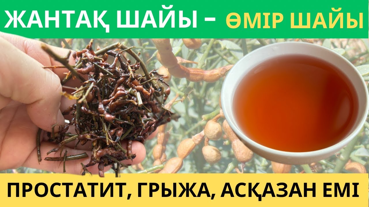 Жантақ шайы-өмір шайы. Простатит,грыжа,асқазан,бүйрек,бауыр,қант диабетінің емі-Жантақ | #жантақ