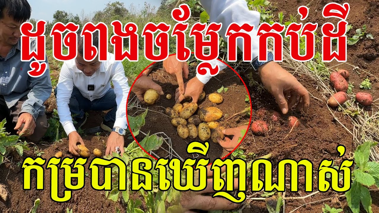 ដូចពងសត្វចម្លែកកប់ដី កម្របានឃើញបែបហ្នឹងណាស់ សូមសរសើរបងពូកែដាំដុះមែន