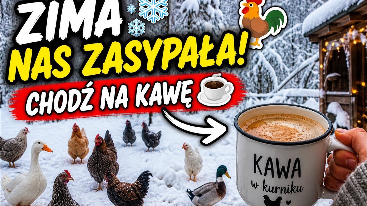 Chodź na kawę ☕❄️ Zima nas zasypała!🐓🪿🦆