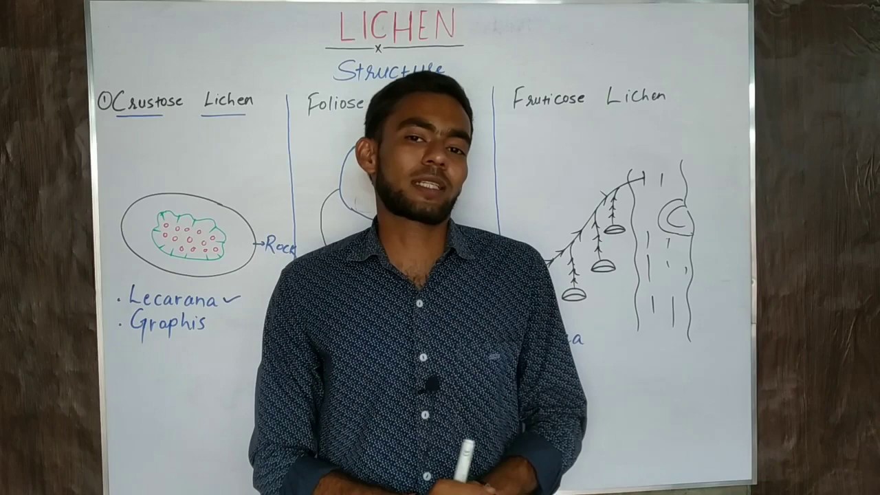 Lichen |what is lichen in hindi |Class 11 and 7 biology |lichen kya hota hai